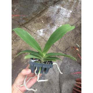 Ngọc điểm cây nhỡ