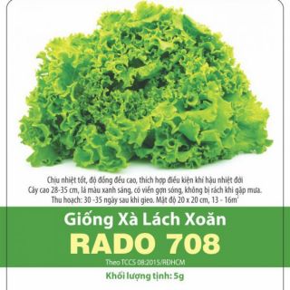 Hạt giống xà lách xoăn