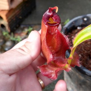 Cây nắp ấm mirabilis winged x ampullaria red