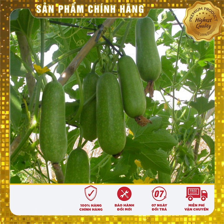 Hạt Giống Bí Đao Chanh dễ trồng gói 0.5 gram 10-20 hạt