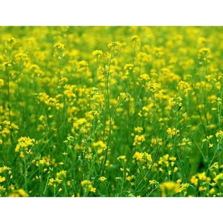 Hạt giống cải hoa vàng ( tặng kèm phân bón và kích mầm )