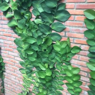 Cây 🌲 Dây cắt kè ♌ leo tường