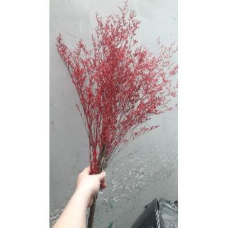 HOA KHÔ ( HOA SAO TÍM)