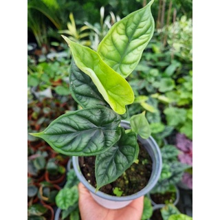 cây Alocasia dragon scales