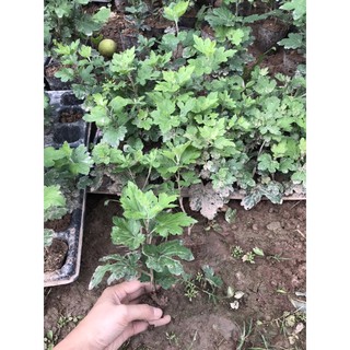 cây giống cúc cổ sơn la( cây xuất hình 2-3-4)