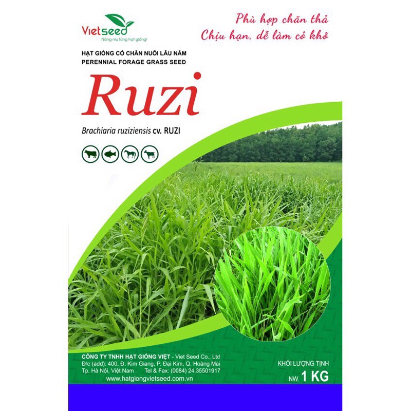 Hạt giống cỏ chăn nuôi Ruzi- gói 500 gam