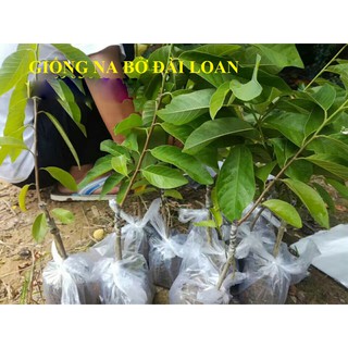 Cây Na Bở Đài Loan