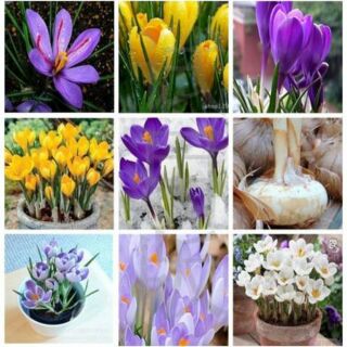 Củ giống hoa nghệ tây (5 & 10 củ)