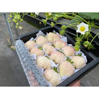 Hạt Giống Dâu Tây Trắng - 100 Hạt