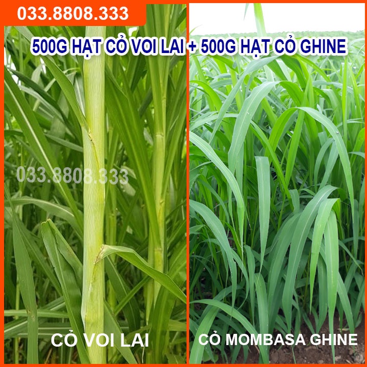 COMBO HẠT GIỐNG CỎ CHĂN NUÔI GỒM SUDAN SUPER BMR 500G VÀ MOMBASA GHINE 500G