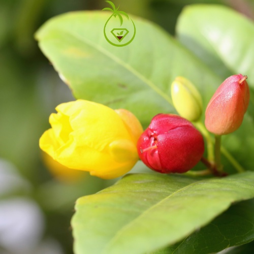 Cây Mai Tứ Quý Con Giống - tại Bến Tre | Hoa Ra Quanh Năm - Màu Vàng, Đỏ - Lá Răng Cưa - Cao 10 đến 40cm - Sức Sống Cao