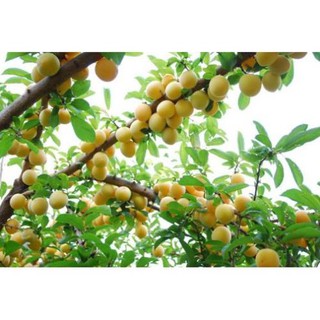 CÂY GIỐNG MƠ