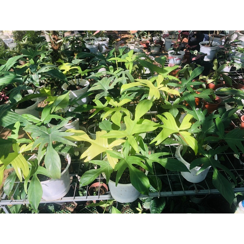 Philodendron Florida Ghost