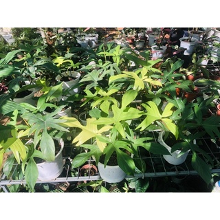 Philodendron Florida Ghost