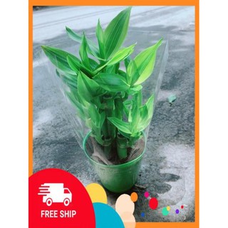 Chậu Trúc Phát Tài
