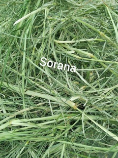 NƯỚC GỘI BỒ KẾT CÔ ĐẶC SORANA