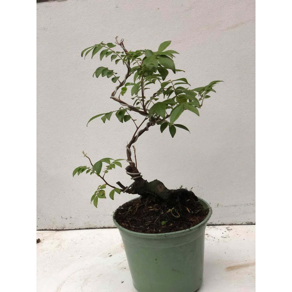 Cây khế bonsai cao 35-40cm [cây cảnh bonsai mini ]