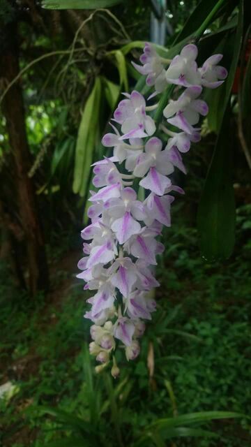 Hoa phong lan giáng hương cáo cao bằng