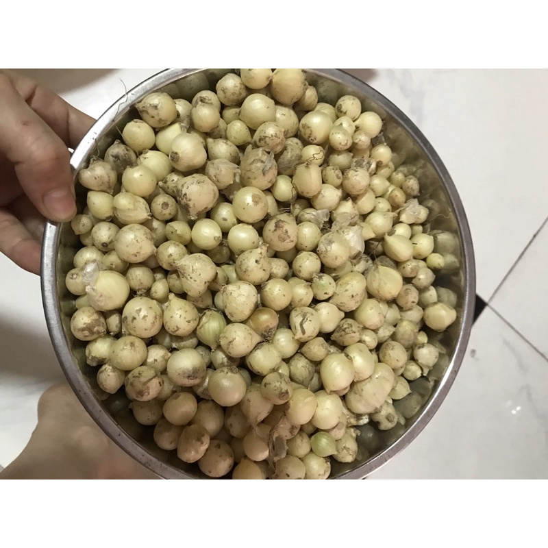 1kg Hành tăm 🧅 (củ nén) Nghệ An, của nhà trồng được bán rẻ cho mọi nhà dùng ạ <3 | BigBuy360 - bigbuy360.vn
