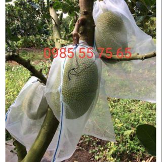 50 Túi lưới bao mít có dây rút lớn