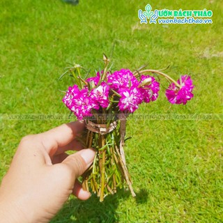 100 Cành Hoa Mười Giờ