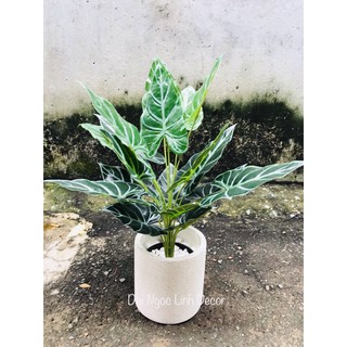 cây môn giả