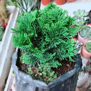 CHẬU CÂY TÙNG