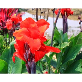 Cây chuối Hoa màu đỏ, cây rễ trần