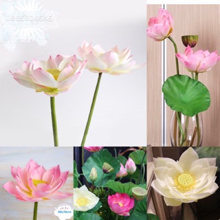 Hoa sen cao cấp giống thật