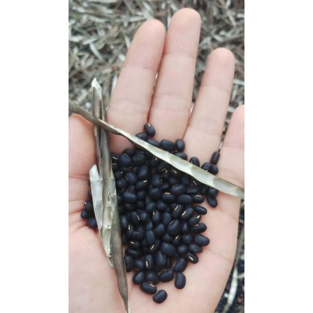 500g - 1KG TRÀ ĐẬU ĐEN GẠO LỨT LÁ DỨA (LÁ NẾP THƠM) - Healthy