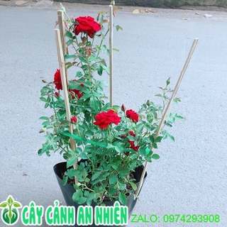 Bụi Hoa Hồng Siêu Nụ