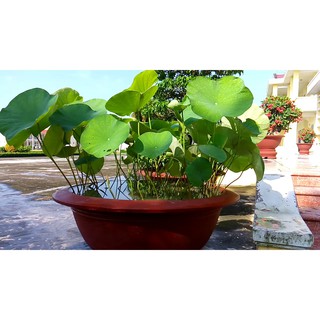 Sen nhật mini - 5 hạt