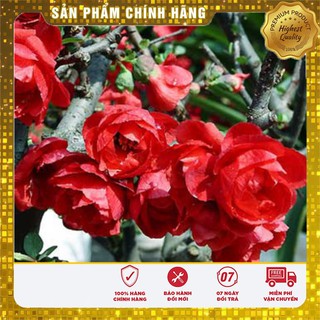 HẠT GIỐNG CÂY MAI ĐỎ NHẬT -HG NGA