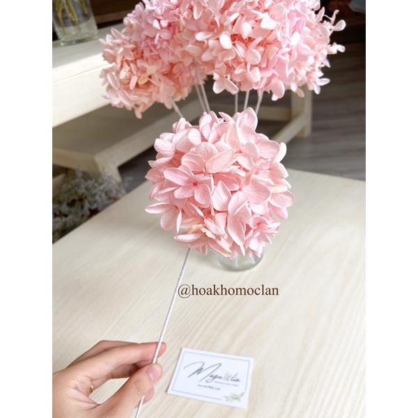 Hoa khô Cẩm Tú Cầu Hộp hàng handmade siêu đẹp, trang trí cài tóc cô dâu