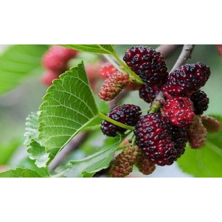 Cây dâu tằm trái to, ngọt, đang sẵn trái- Trang trí sân vườn-Decor-Hoa kiểng THfarm- Cây chuẩn giống