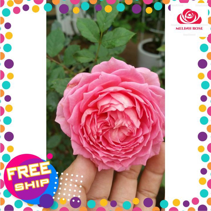 Hoa hồng ngoại For Your Home rose – Sắc hồng cánh sen đẹp hoàn mĩ, vạn người mê- Vườn Hoa Melinhrose