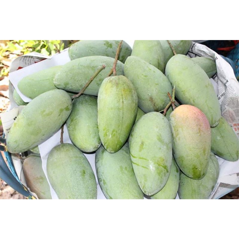Xoài Thái ( 1kg )