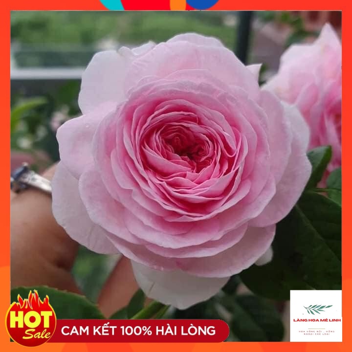 Cây Hoa Hồng  Ngoại Mon Coeur[ 🌹🌹SẮC HỒNG PHẤN🌹🌹] 👉 đến từ xứ sở Nhật Bản - có hương thơm mạnh👉