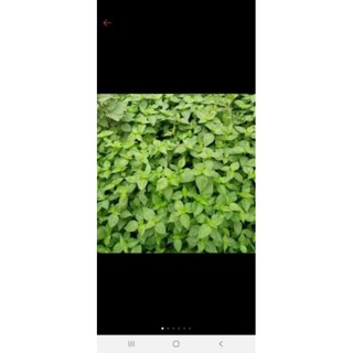 cây giống cẩm tím cẩm đỏ