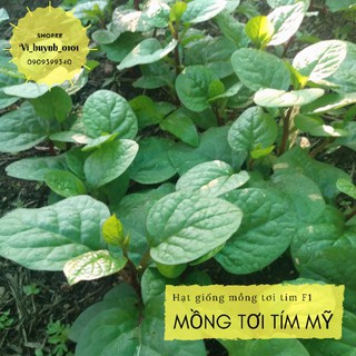 Hũ 2gr hạt giống Mồng tơi đỏ tím hữu cơ Mỹ dễ trồng