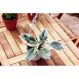 Cây Đa Cẩm Thạch Sô Cô La (Marble Rubber Tree, Ficus Elastica Tineke) > 25cm