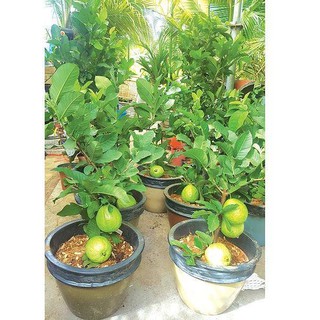 Cây Giống Ổi không hạt