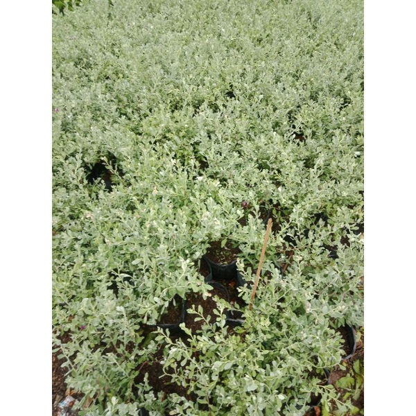 Hoa tuyết sơn phi hồ