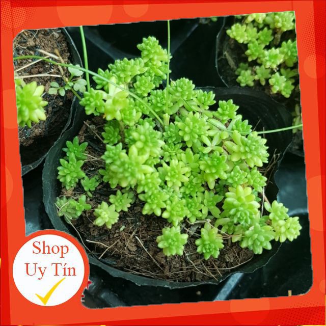 sen đá sedum xanh |FREESHIP|  XỨ NÓNG, ĐÃ THUẦN KHÍ HẬU, KHOẺ ĐẸP  LỖI 1 ĐỔI 1