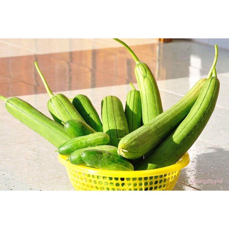 Giảm giá- Hạt Giống Mướp Hương Cao Sản F1, Siêu Sai Quả,sẵn kho