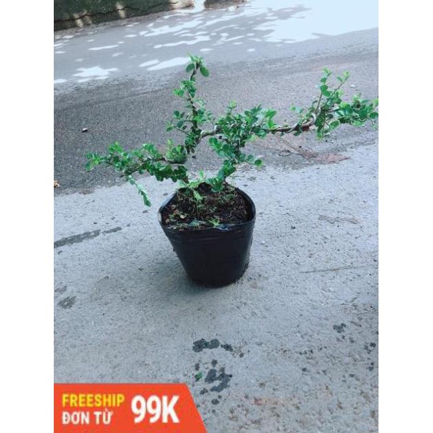 Linh Sam Núi Bonsai