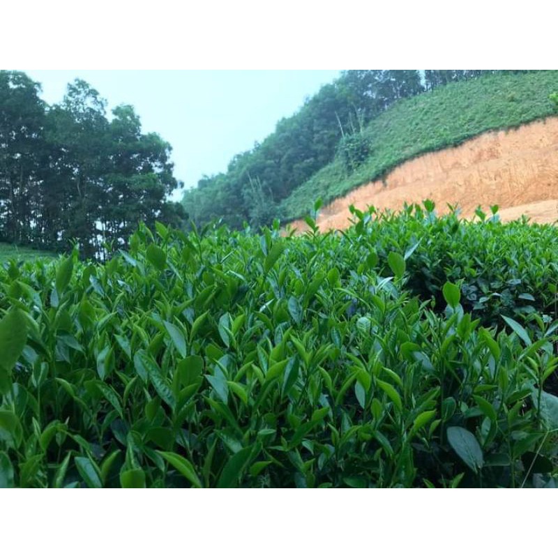 Chè sạch Thái nguyên