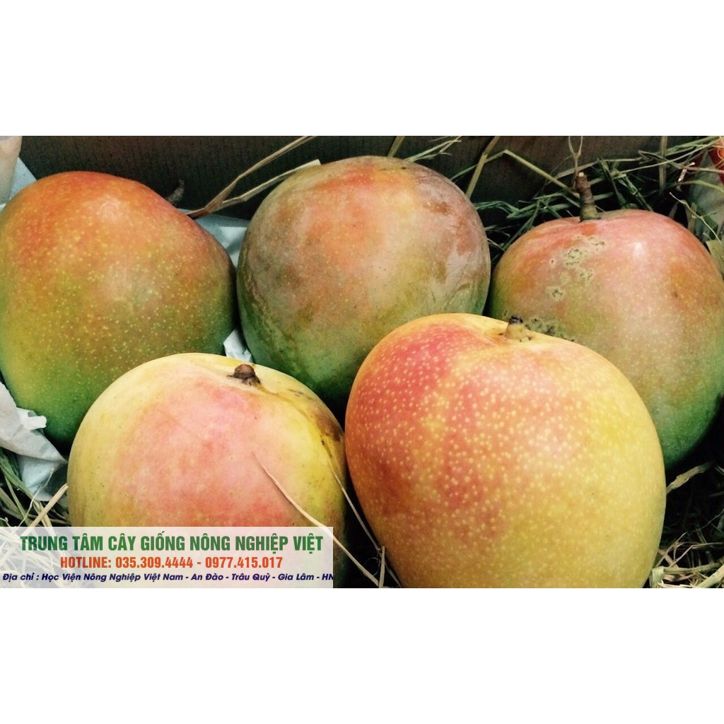 Cây Xoài Úc F1 Quả To Tròn