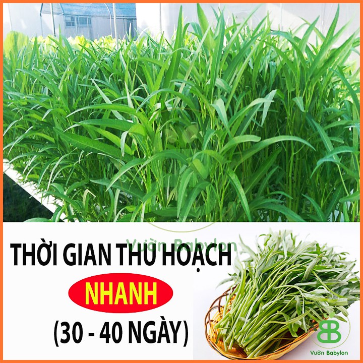 Hạt Giống Rau Muống Lá Tre 50Gr Dễ Trồng, Năng Suất Cao