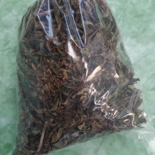 cây đinh lăng nếp làm giống